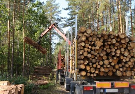 transport drewna przez las